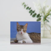 Carte postale Stella Cat (Debout devant)