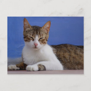 Carte postale Stella Cat