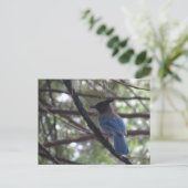 Carte Postale Stellar Jay- Yosemite (Debout devant)