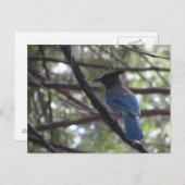 Carte Postale Stellar Jay- Yosemite (Devant / Derrière)