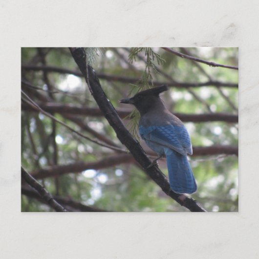 Carte Postale Stellar Jay- Yosemite (Devant)