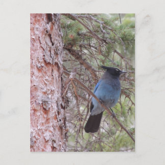 Carte Postale Stellars Jay