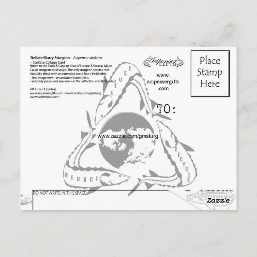 Carte postale Stellat Sturgeon 3D (Dos)