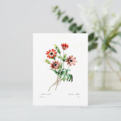 Carte Postale Stellata (Debout devant)