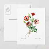 Carte Postale Stellata (Devant / Derrière)