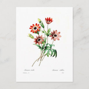 Carte Postale Stellata