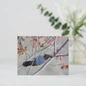 Carte postale Steller Jay (Debout devant)