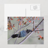 Carte postale Steller Jay (Devant / Derrière)