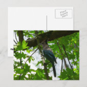 Carte Postale Steller's Jay dans le parc national de Yosemite (Devant / Derrière)