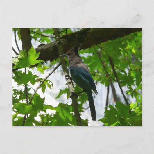Carte Postale Steller's Jay dans le parc national de Yosemite (Devant)