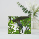 Carte Postale Steller's Jay dans le parc national de Yosemite (Debout devant)