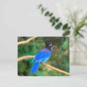 Carte Postale Steller's Jay Painting - Art original pour oiseaux (Debout devant)