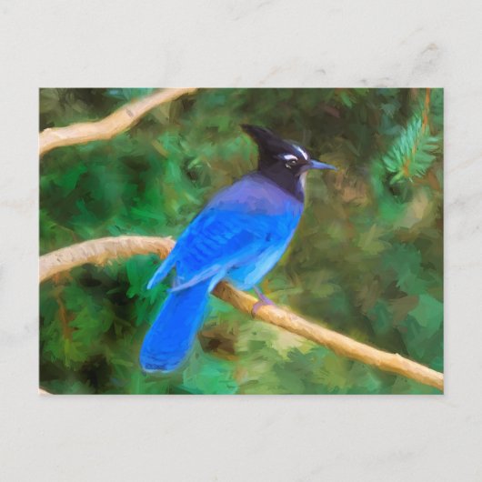 Carte Postale Steller's Jay Painting - Art original pour oiseaux (Devant)