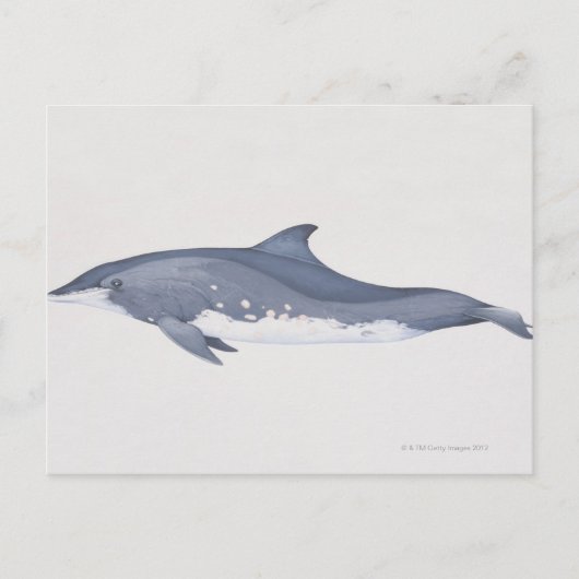 Carte Postale Steno (Devant)