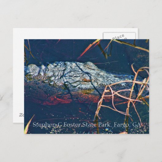 Carte Postale Stephen C Foster State Park, Gator (Devant / Derrière)