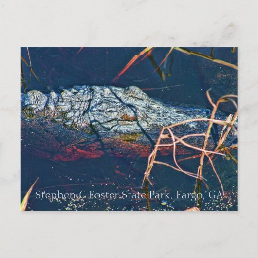 Carte Postale Stephen C Foster State Park, Gator (Devant)