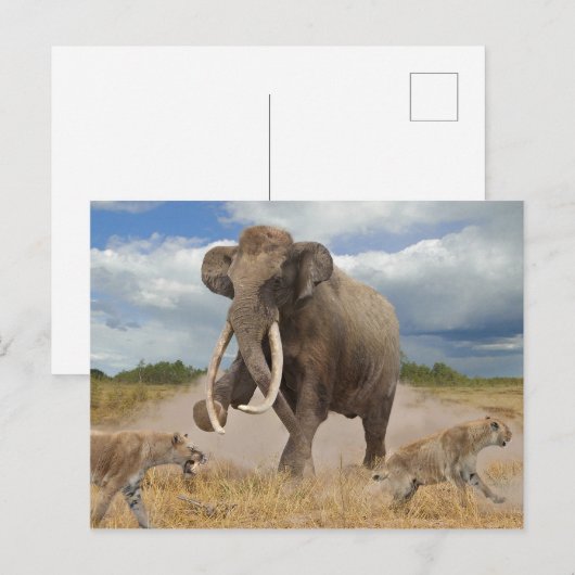 Carte postale Steppe Mammoth (Devant / Derrière)