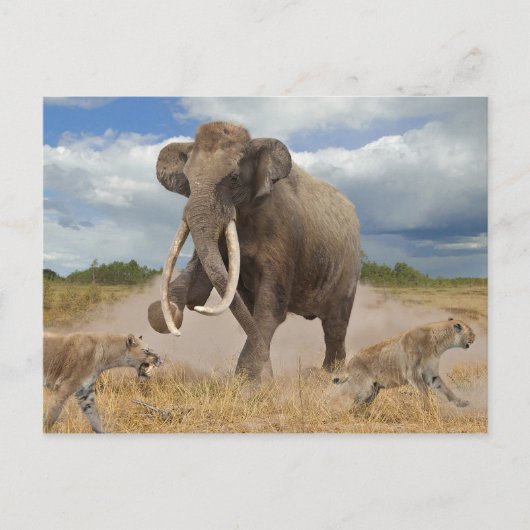 Carte postale Steppe Mammoth (Devant)