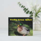 Carte postale Sterling Kansas Mallard (Debout devant)