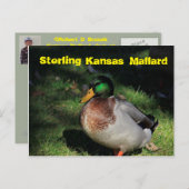 Carte postale Sterling Kansas Mallard (Devant / Derrière)