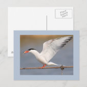 Carte Postale Sterne commune (Devant / Derrière)