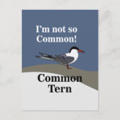 Carte Postale Sterne commune Oiseau de mer Oiseau Drôle (Devant)