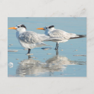 Carte Postale Sternes royales sur la plage