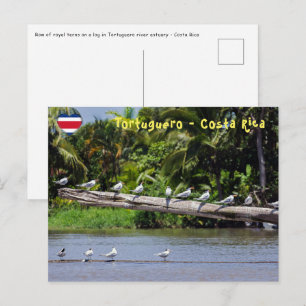 Carte Postale Sternes royaux, estuaire de la rivière Tortuguero