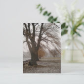 Carte Postale Stewart Park, Cayuga Lake (Debout devant)