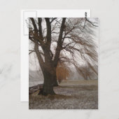 Carte Postale Stewart Park, Cayuga Lake (Devant / Derrière)