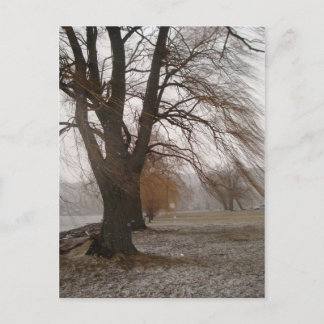 Carte Postale Stewart Park, Cayuga Lake