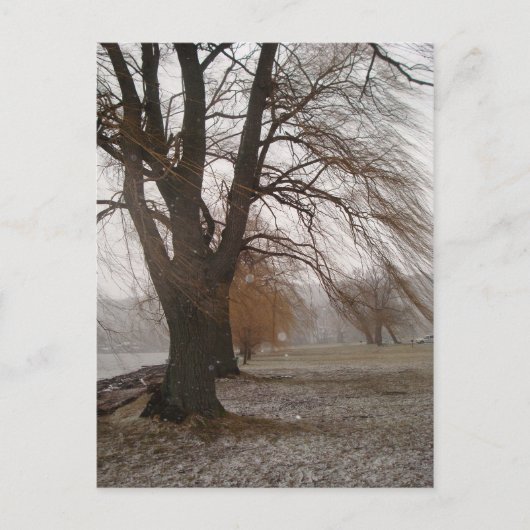 Carte Postale Stewart Park, Cayuga Lake (Devant)