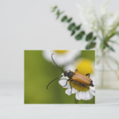 Carte Postale Stictoleptura rubra (Debout devant)