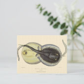 Carte Postale Stingrais vintages, Animaux De L'Océan Marin (Debout devant)