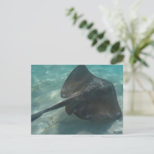 CARTE POSTALE STINGRAY (Debout devant)