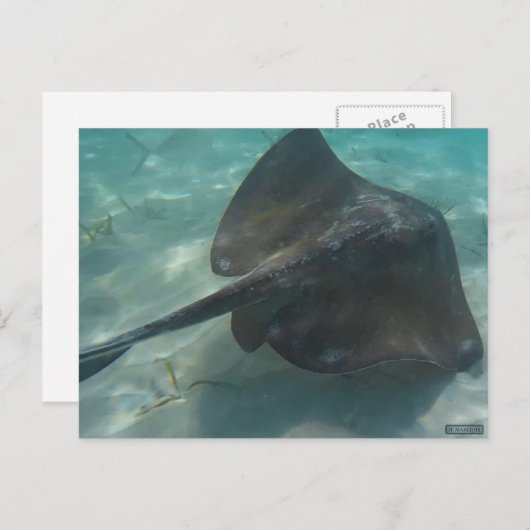 CARTE POSTALE STINGRAY (Devant / Derrière)