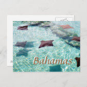 Carte Postale Stingray (Devant / Derrière)