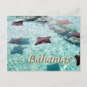 Carte Postale Stingray (Devant)