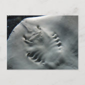 Carte Postale Stingray (Devant)