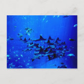 Carte postale Stingray (Devant)