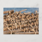 Carte Postale Stockfish Lofoten (Devant)