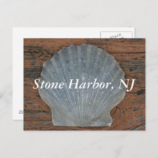 Carte postale Stone Harbour Scallop Shell (Devant / Derrière)