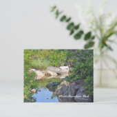 Carte Postale Stone Mountain Park Creek Stone Mountain GA 3 (Debout devant)