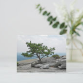 Carte Postale Stone Mountain Tree Stone Mountain Georgia 2 (Debout devant)