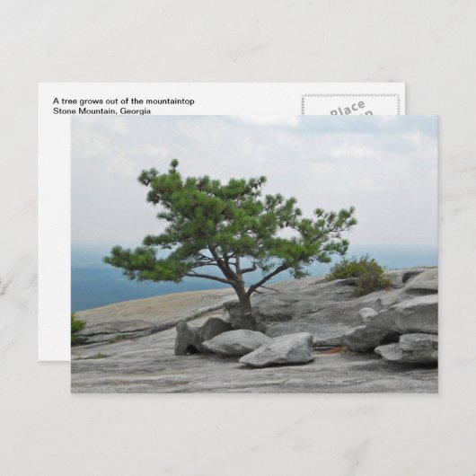 Carte Postale Stone Mountain Tree Stone Mountain Georgia 2 (Devant / Derrière)