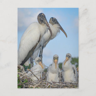 Carte postale "Stork Family"