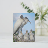 Carte postale "Stork Family" (Debout devant)