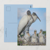 Carte postale "Stork Family" (Devant / Derrière)