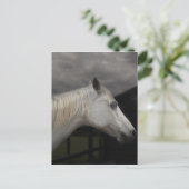 Carte Postale Storm horse (Debout devant)
