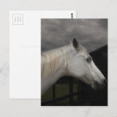 Carte Postale Storm horse (Devant / Derrière)